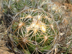 Coryphantha radians