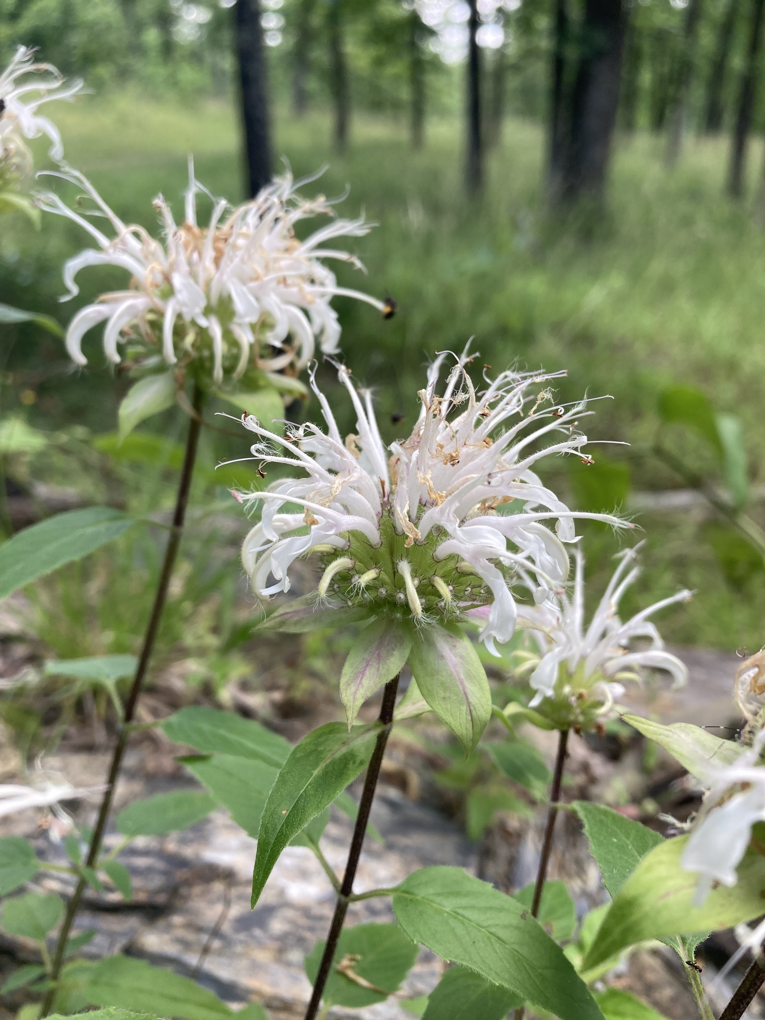 Monarda stipitatoglandulosa
