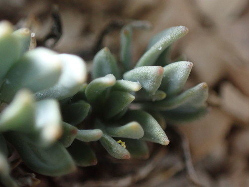 Image of Terraria haydenii by (c) Jared Shorma, some rights reserved (CC BY)