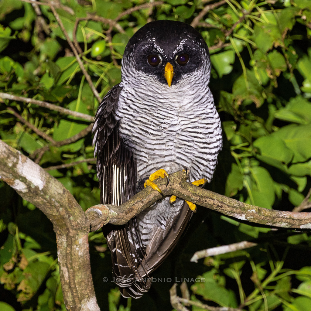 Black-and-white Owl photo