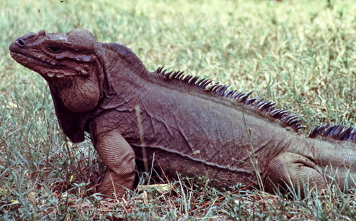 Mona Island Iguana, Cyclura stejnegeri