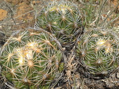 Coryphantha radians