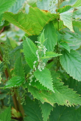 Urtica platyphylla