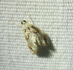 Glaphyria basiflavalis