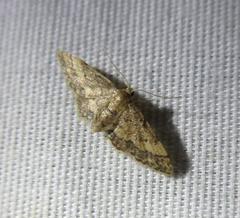 Idaea pervertipennis