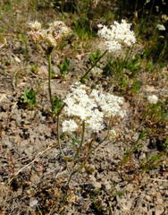 Perideridia parishii