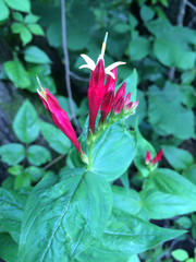 Spigelia marilandica