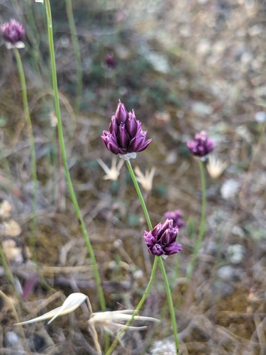 Image of Allium junceum by (c) Marios Thoma, some rights reserved (CC BY)
