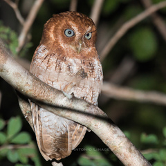 Megascops guatemalae