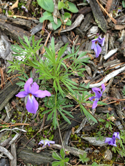 Viola pedata