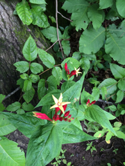 Spigelia marilandica