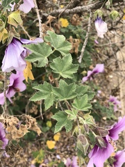 Malva subovata