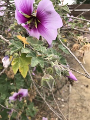 Malva subovata