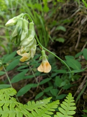 Lathyrus vestitus ochropetalus