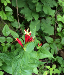 Spigelia marilandica