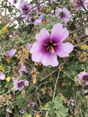 Malva subovata