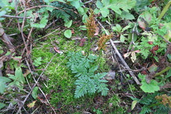 Sceptridium robustum