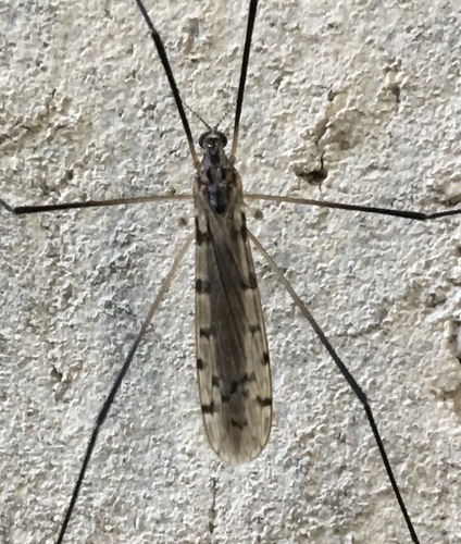 Rhipidia bryanti