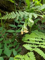Lathyrus vestitus ochropetalus