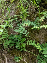 Lathyrus vestitus ochropetalus