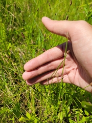 Eleocharis montevidensis image