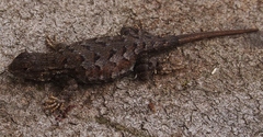 Sceloporus occidentalis occidentalis