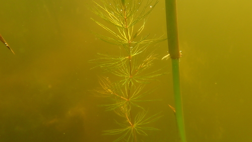 Soft hornwort (Ceratophyllum submersum)