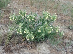 Onosma setosa