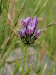 Astragalus didymocarpus milesianus