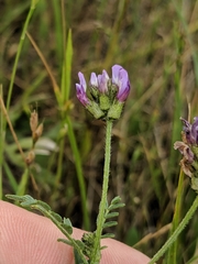 Astragalus didymocarpus milesianus