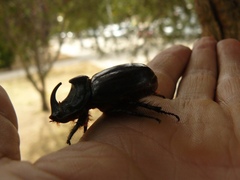 Oryctes nasicornis grypus