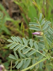 Astragalus didymocarpus milesianus