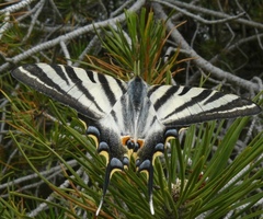 Iphiclides feisthamelii