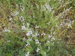 Veronica multifida