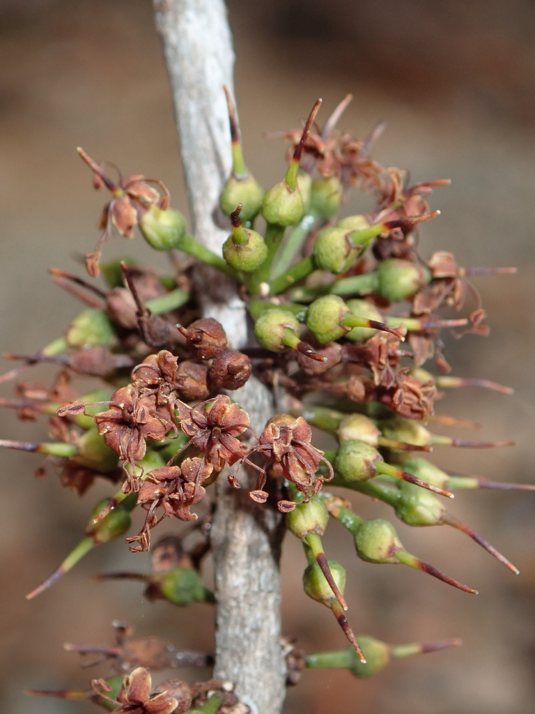 Pycnandra petiolata