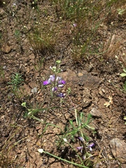 Collinsia linearis