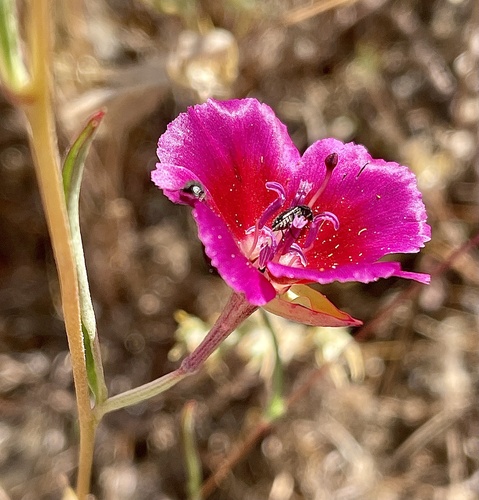 Redspot clarkia (Clarkia speciosa)