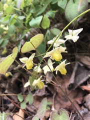 Epimedium