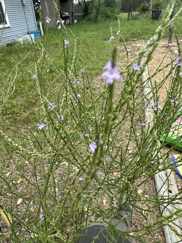 Verbena halei observed 2024-05-21