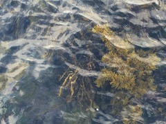 Carpophyllum maschalocarpum