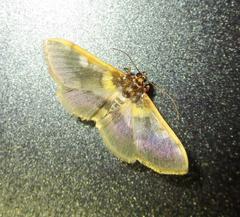 Apilocrocis brumalis