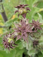 Cirsium fontinale obispoense