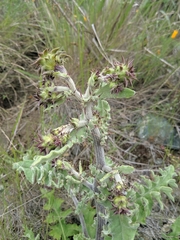 Cirsium fontinale obispoense