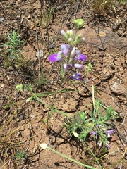 Collinsia linearis