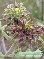 Cirsium fontinale obispoense