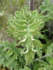 Cirsium fontinale obispoense