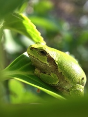 Hyla japonica