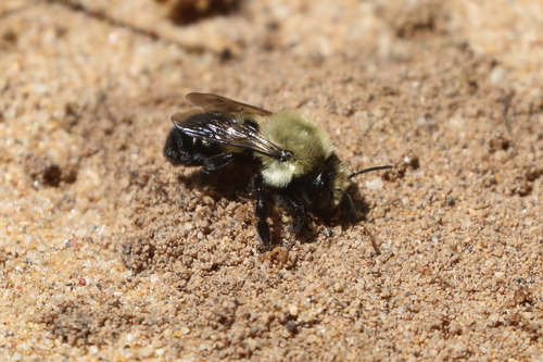 Megachile mucida