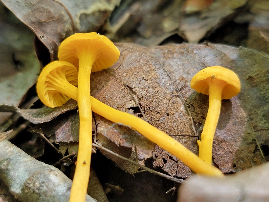 Small Chanterelle
