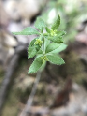 Galium californicum